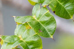 Plancia ëd Comocladia dodonaea (L.) Urban