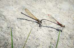 Image of Hetaerina rosea Selys 1853