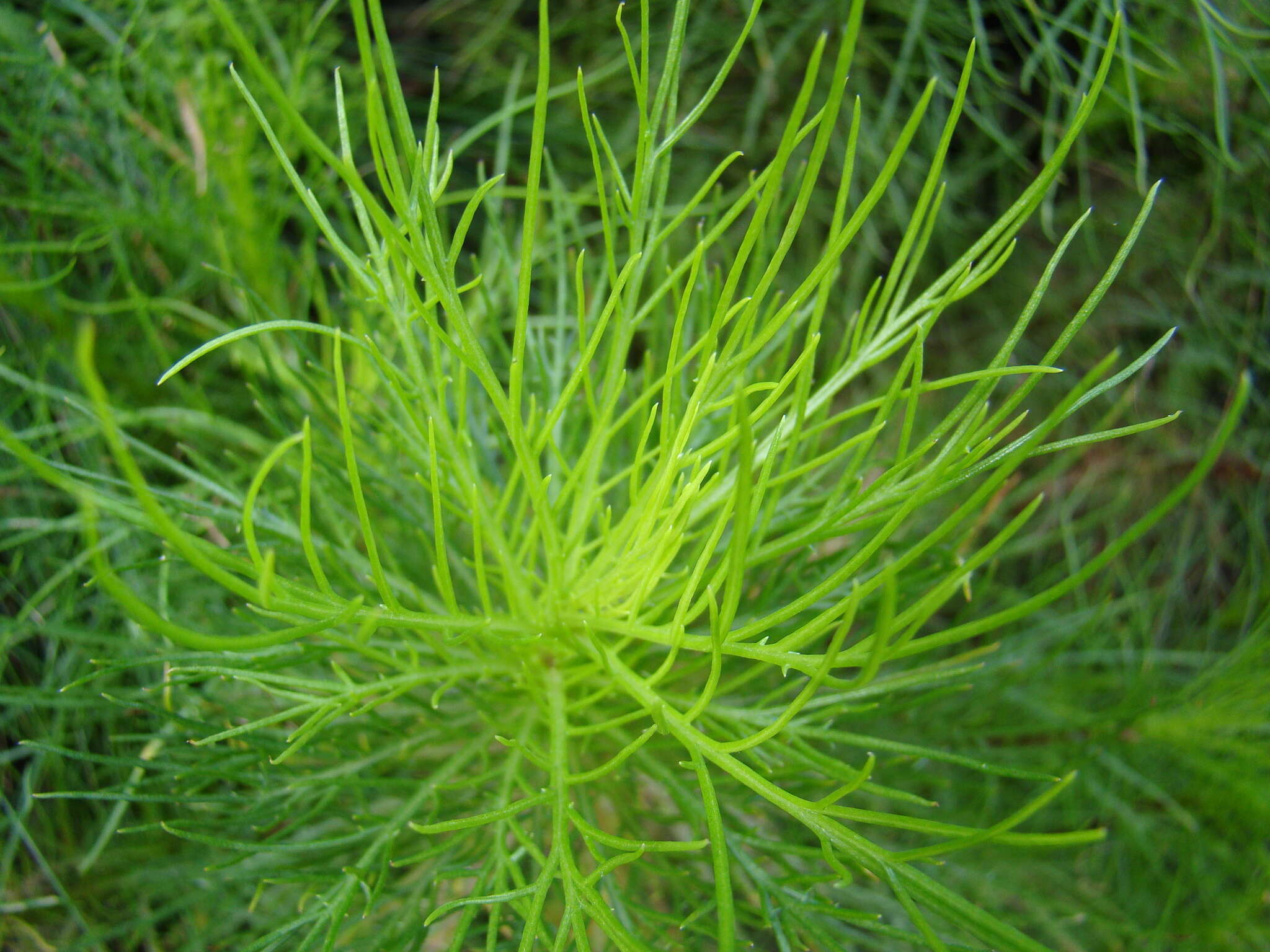 Image of Senecio paniculatus Berg.