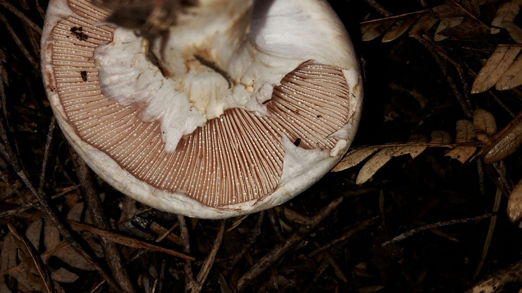 Image of Hebeloma victoriense A. A. Holland & Pegler 1983