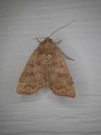 Image of Even-lined Sallow