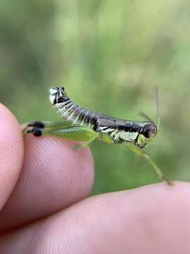 Слика од Melanoplus gracilis (Bruner & L. 1876)