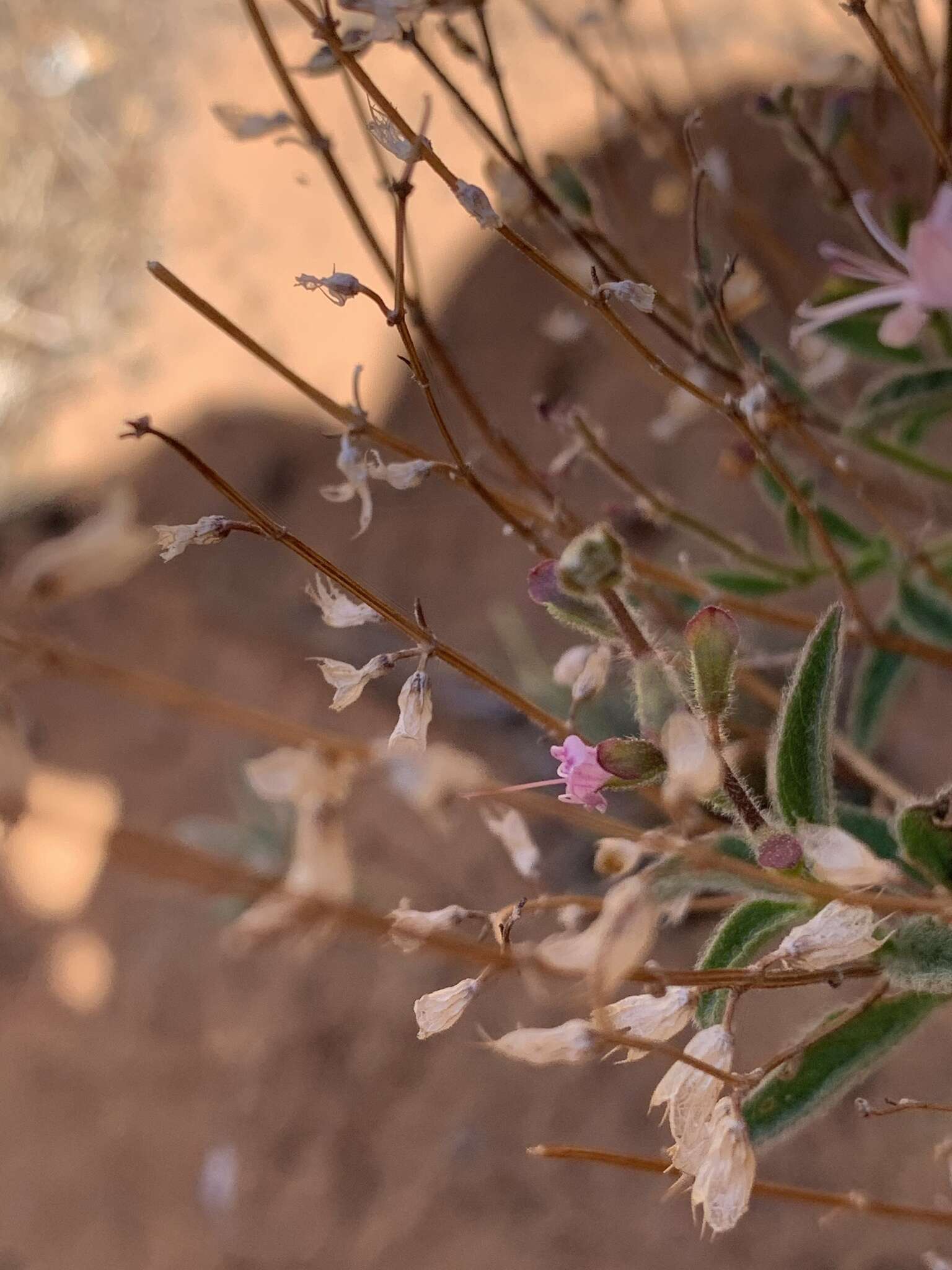 Imagem de Syncolostemon canescens (Gürke) D. F. Otieno