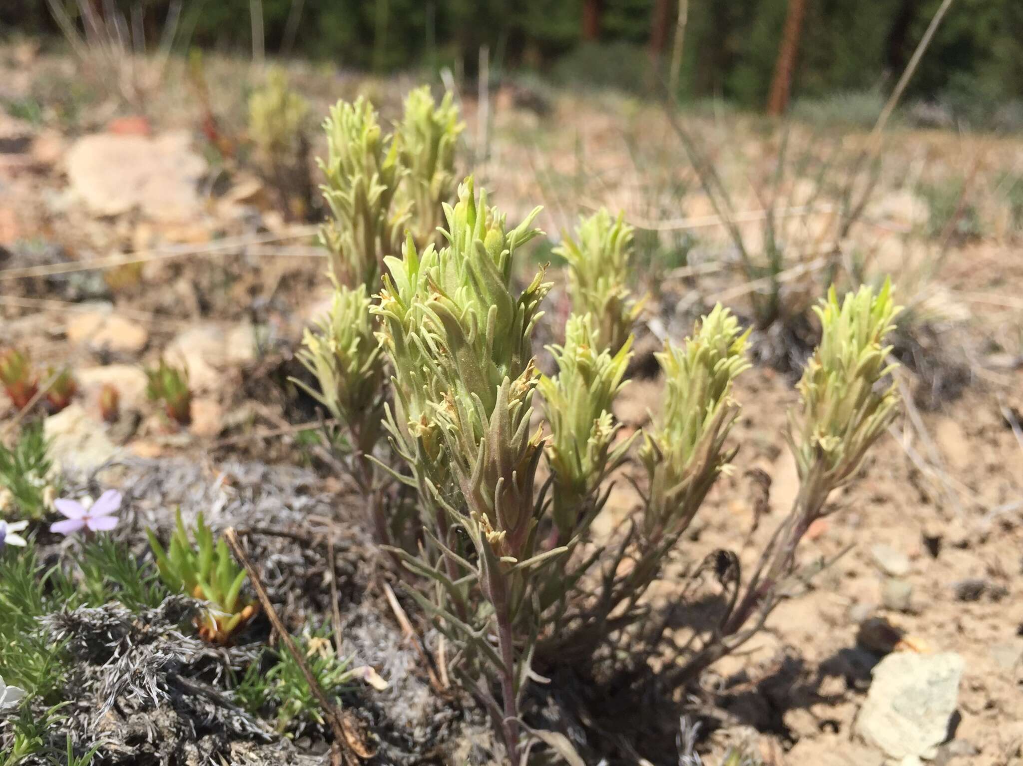 Image of <i>Castilleja <i>pilosa</i></i> var. pilosa