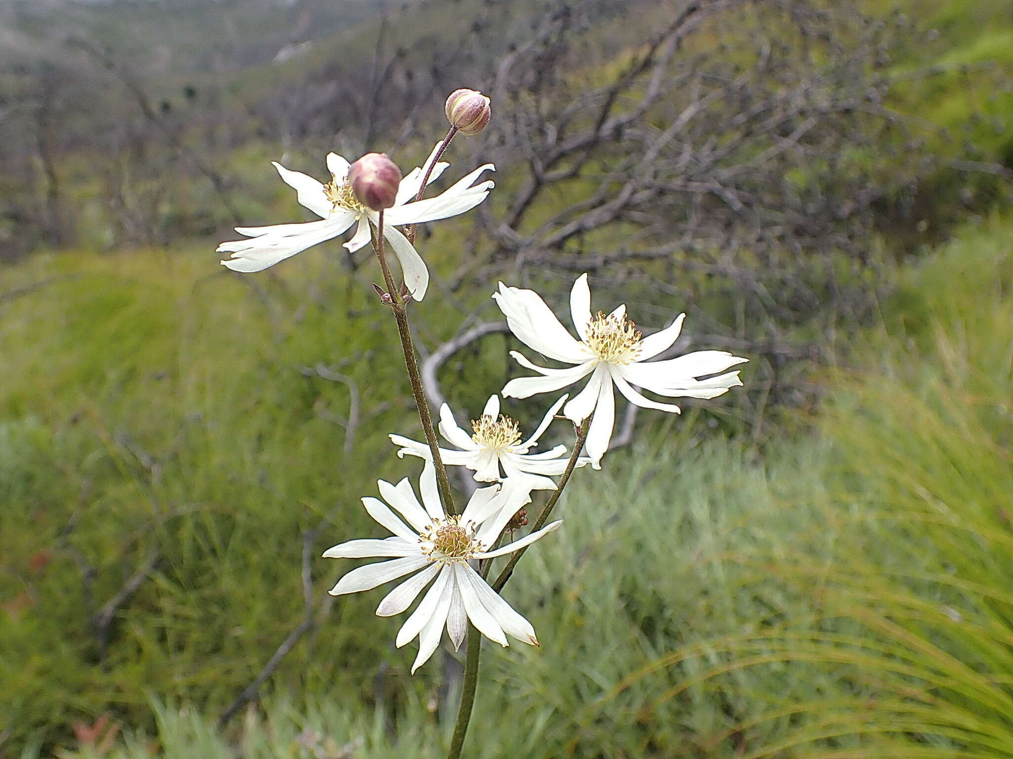 Image of Knowltonia filia (L. fil.) Durand & Schinz