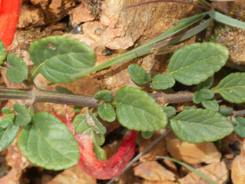 Image of Salvia oppositiflora Ruiz & Pav.