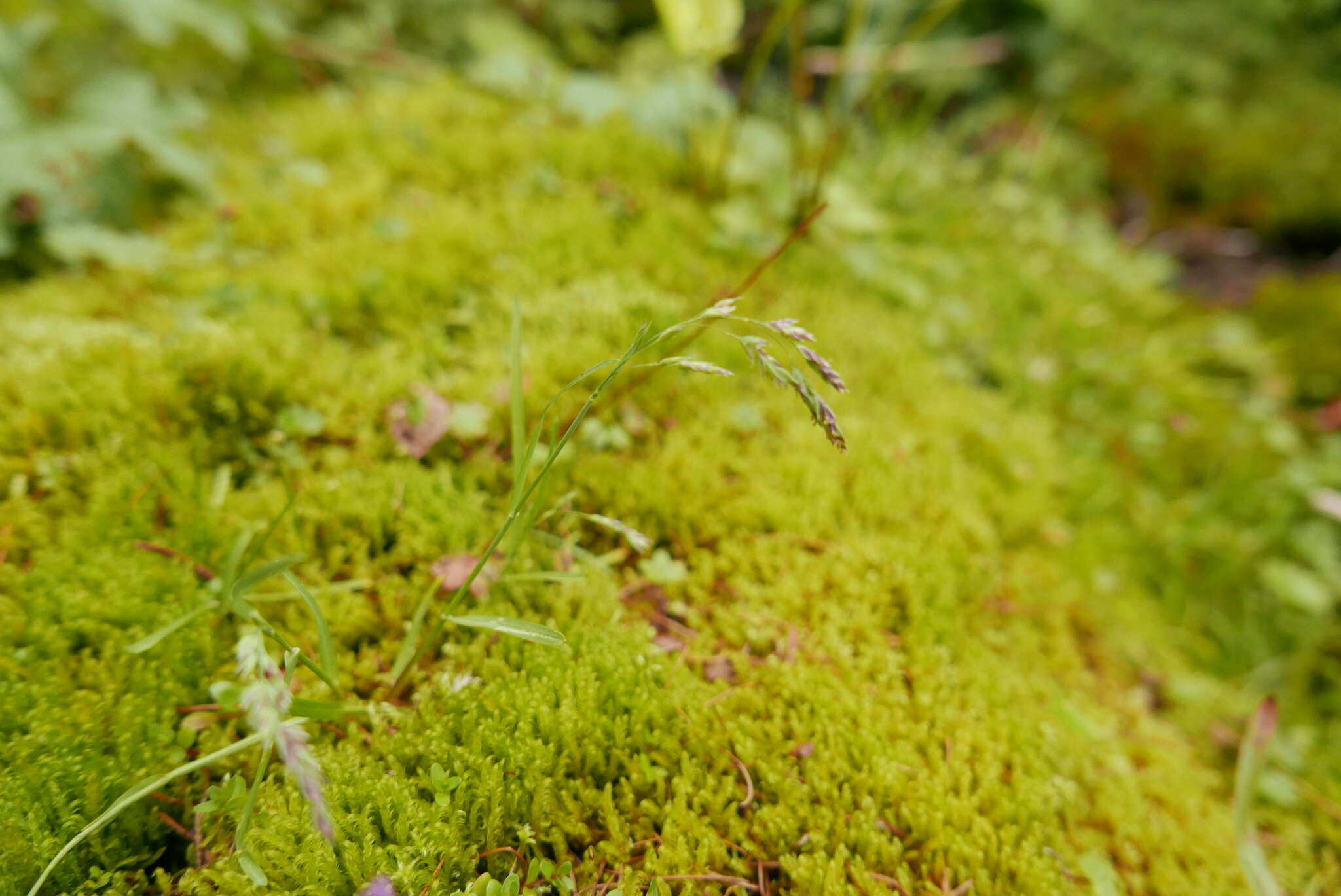 صورة Deschampsia atropurpurea (Wahlenb.) Scheele