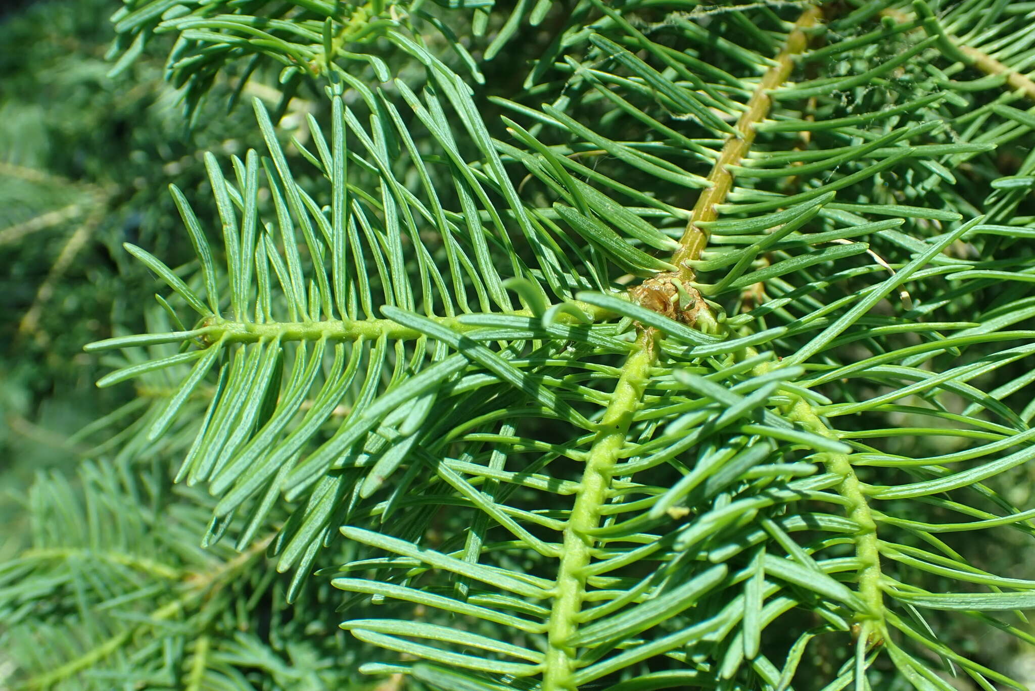 Image of California red fir