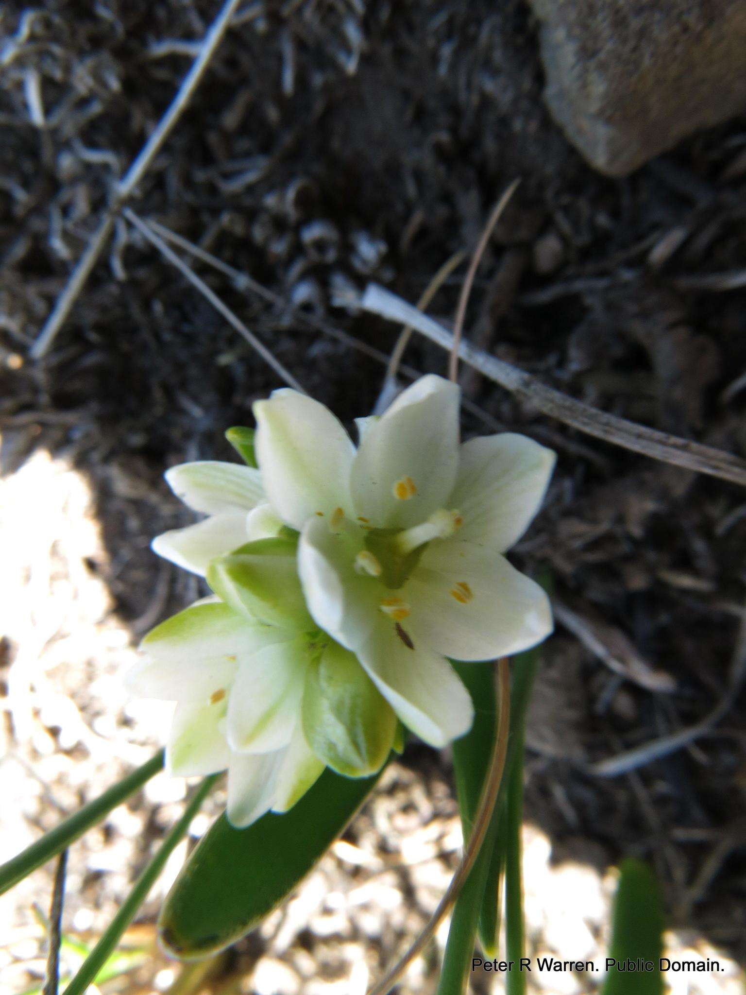 Imagem de Ornithogalum paludosum Baker