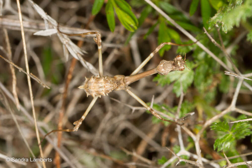 Image of Empusa fasciata Brulle 1832