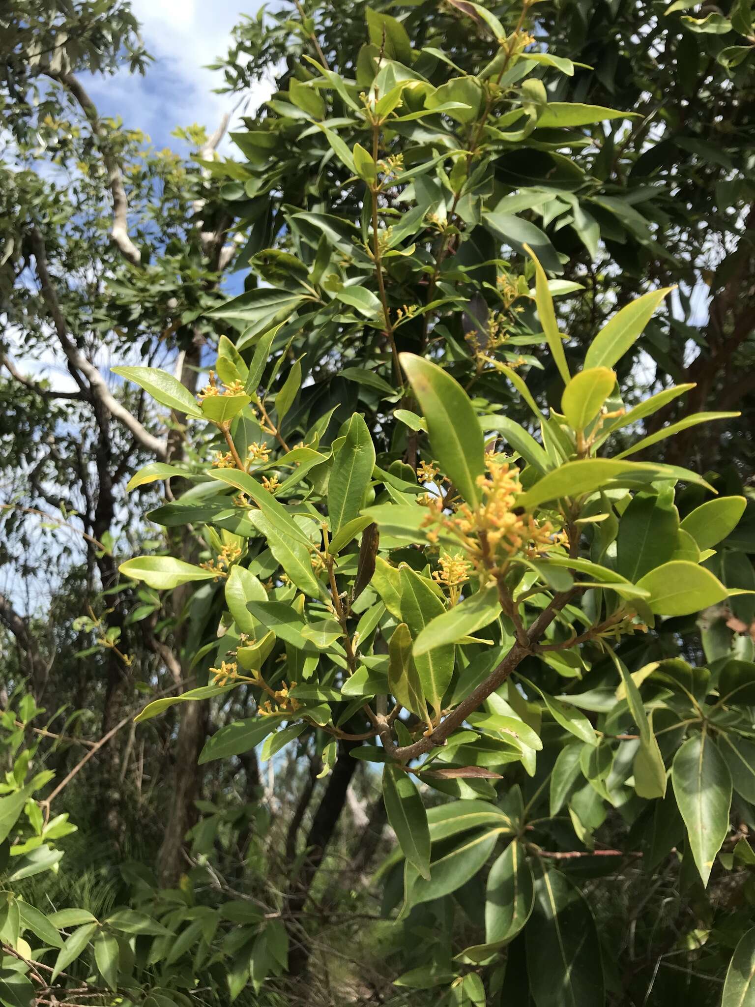 Image of Alyxia spicata R. Br.