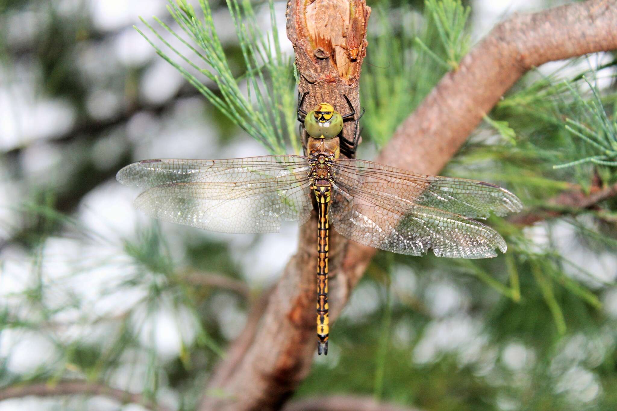 Imagem de Anax papuensis (Burmeister 1839)