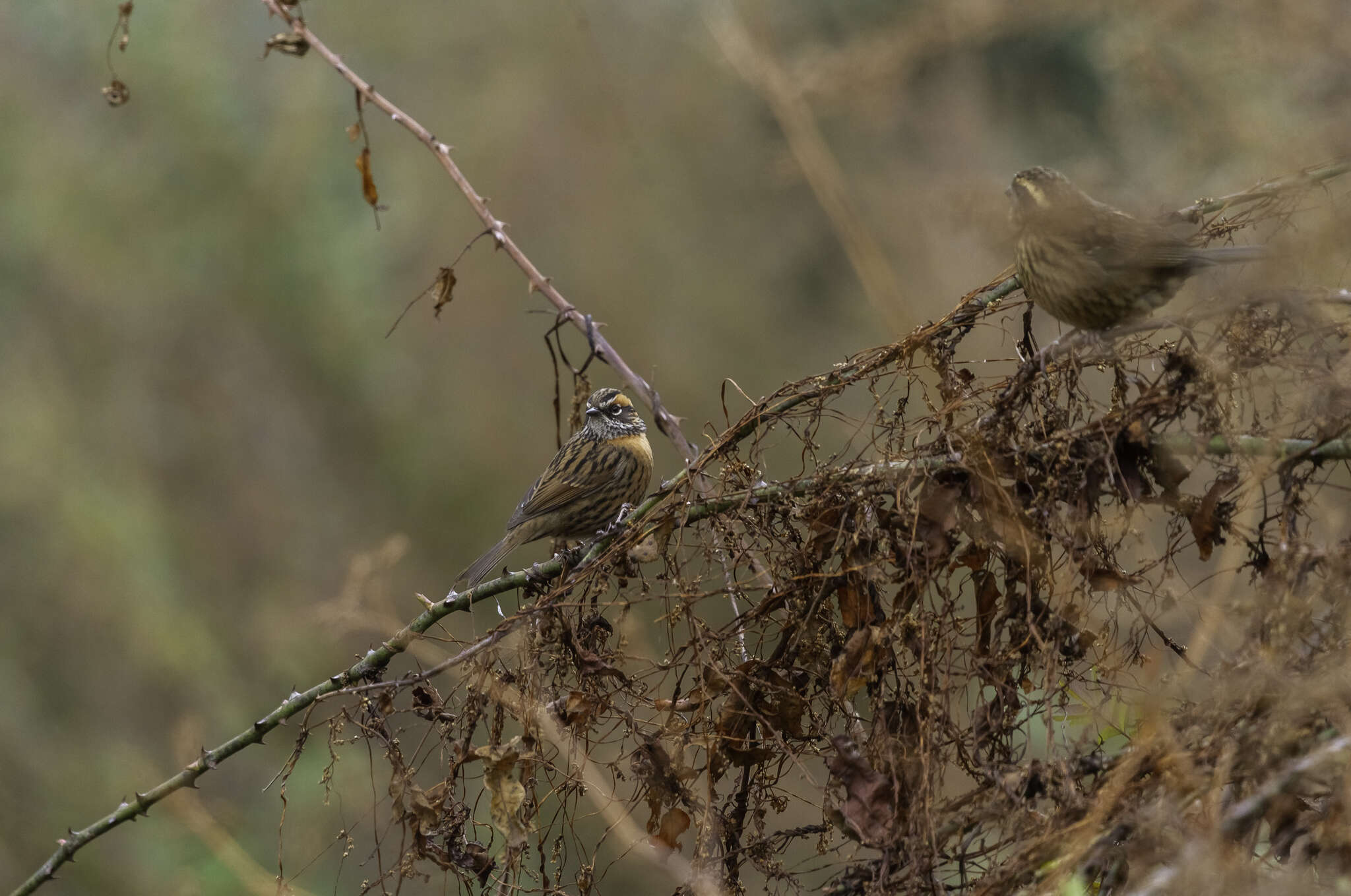 Image of Rufous-breasted Accentor