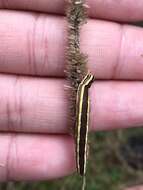 Image of Striped Garden Caterpillar