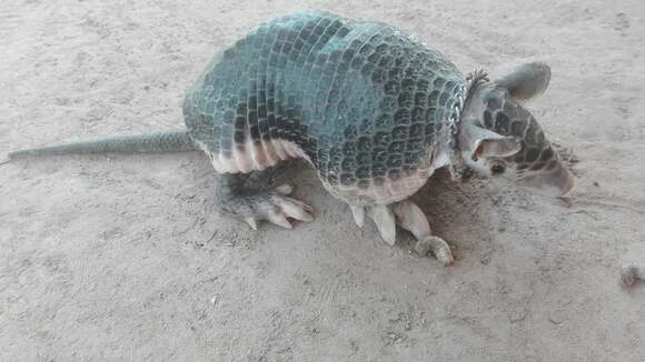 Image of naked-tailed armadillos