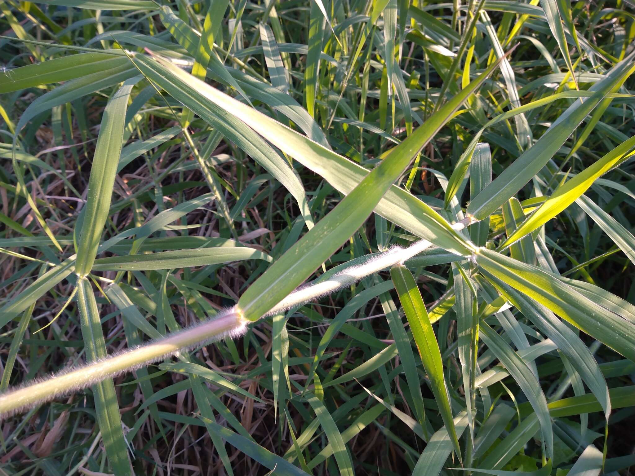 Plancia ëd Brachiaria mutica (Forssk.) Stapf