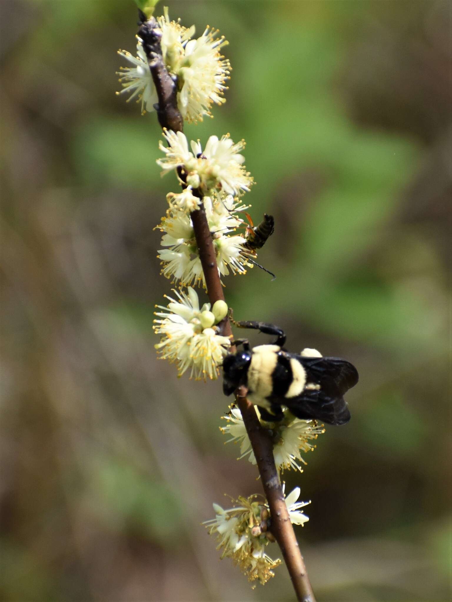 Слика од Bombus fraternus (Smith 1854)