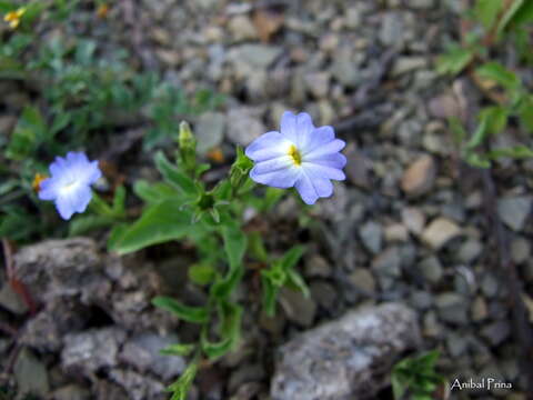 Image of Browallia acutiloba A. S. Alva & O. D. Carranza