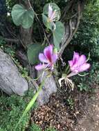 Image of Pink bauhinia