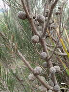 Image of stunted she-oak