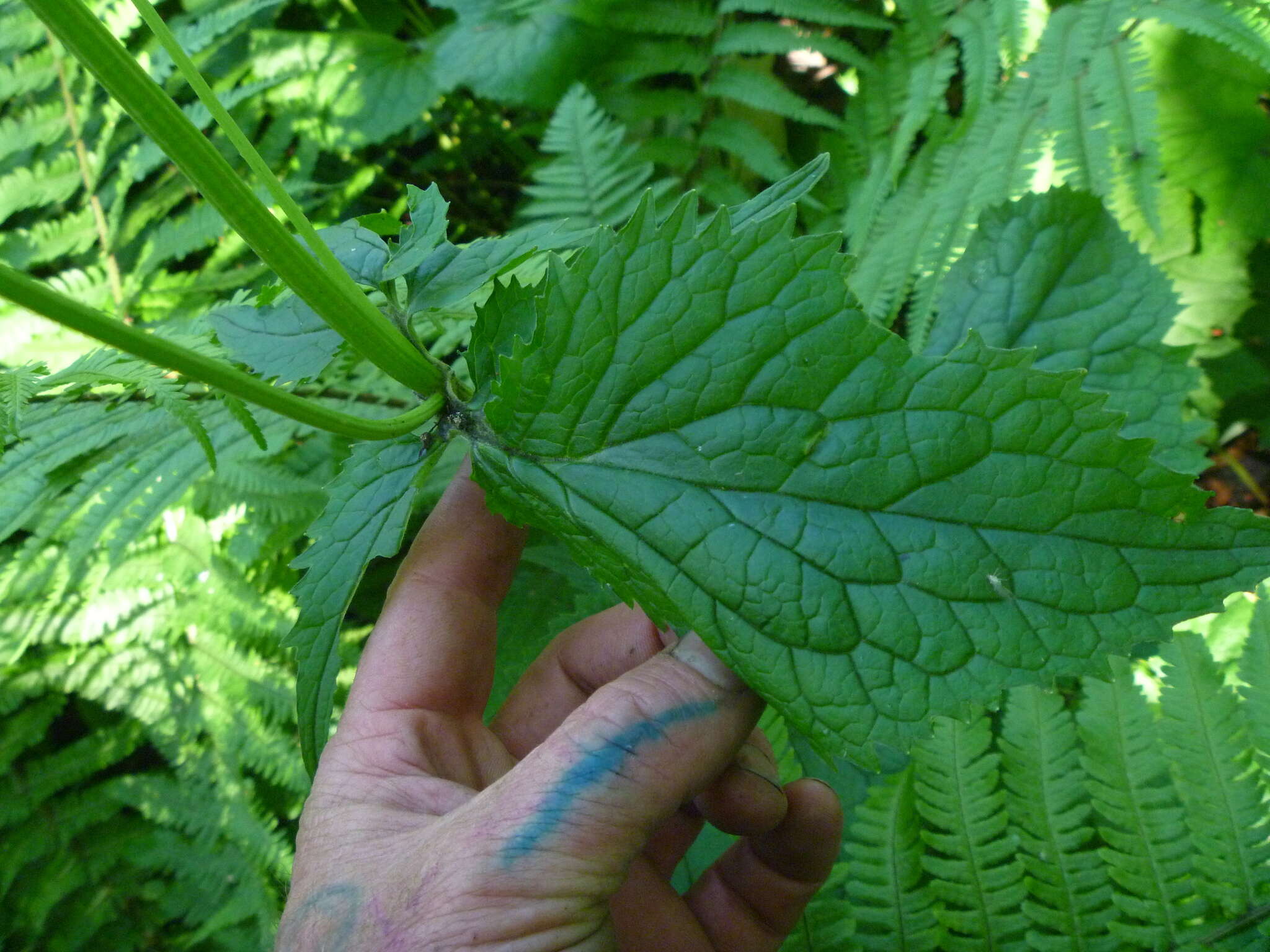 Image of Valeriana pyrenaica L.