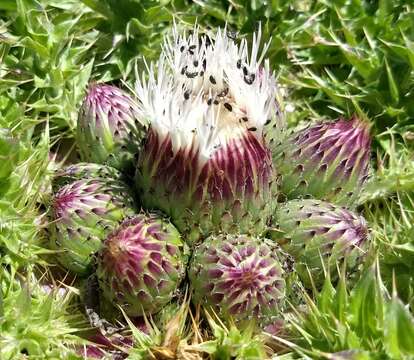 Image of meadow thistle