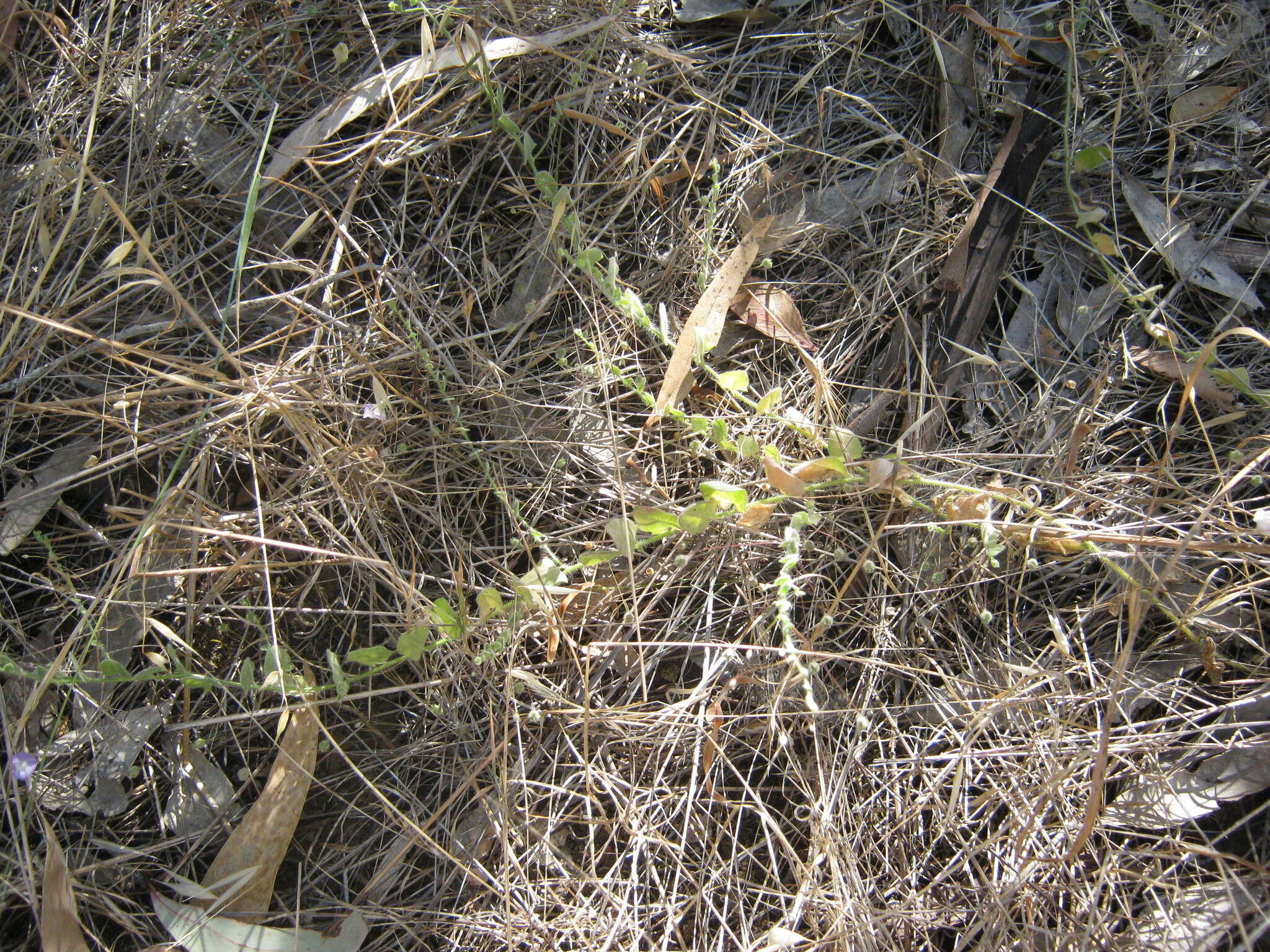 Image of Kickxia commutata subsp. graeca (Bory & Chaub.) R. Fernandes