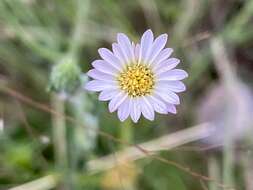 Imagem de Noticastrum gnaphalioides (Baker) Cuatrec.