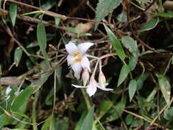 Image of Conandron ramondioides Sieb. & Zucc.