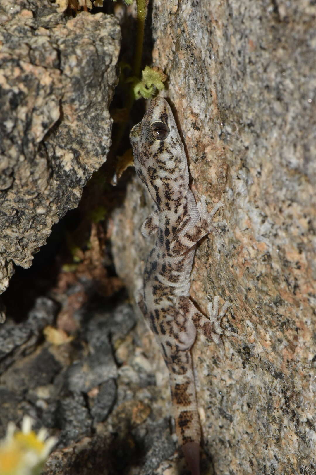 Imagem de Phyllodactylus gerrhopygus (Wiegmann 1834)