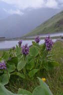 صورة Phlomoides oreophila (Kar. & Kir.) Adylov, Kamelin & Makhm.