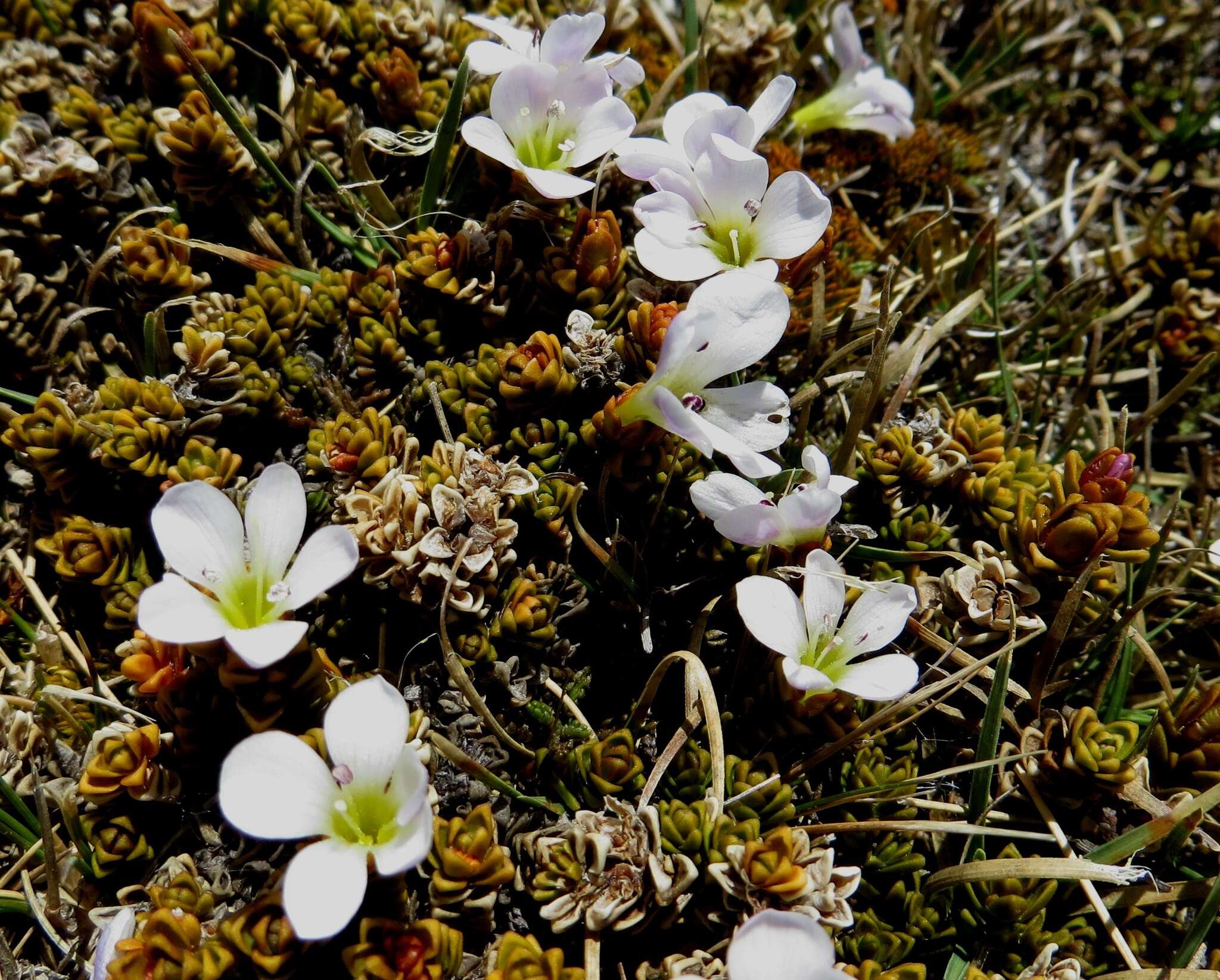Image of Veronica densifolia F. Muell.