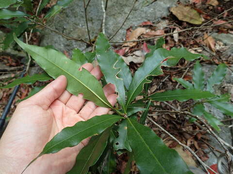 Imagem de Lithocarpus hancei (Benth.) Rehder