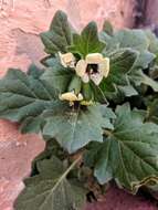 Image of white henbane