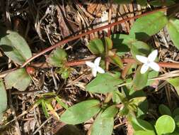 Image of buttonweed