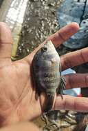 Image of Blackthroat cichlid