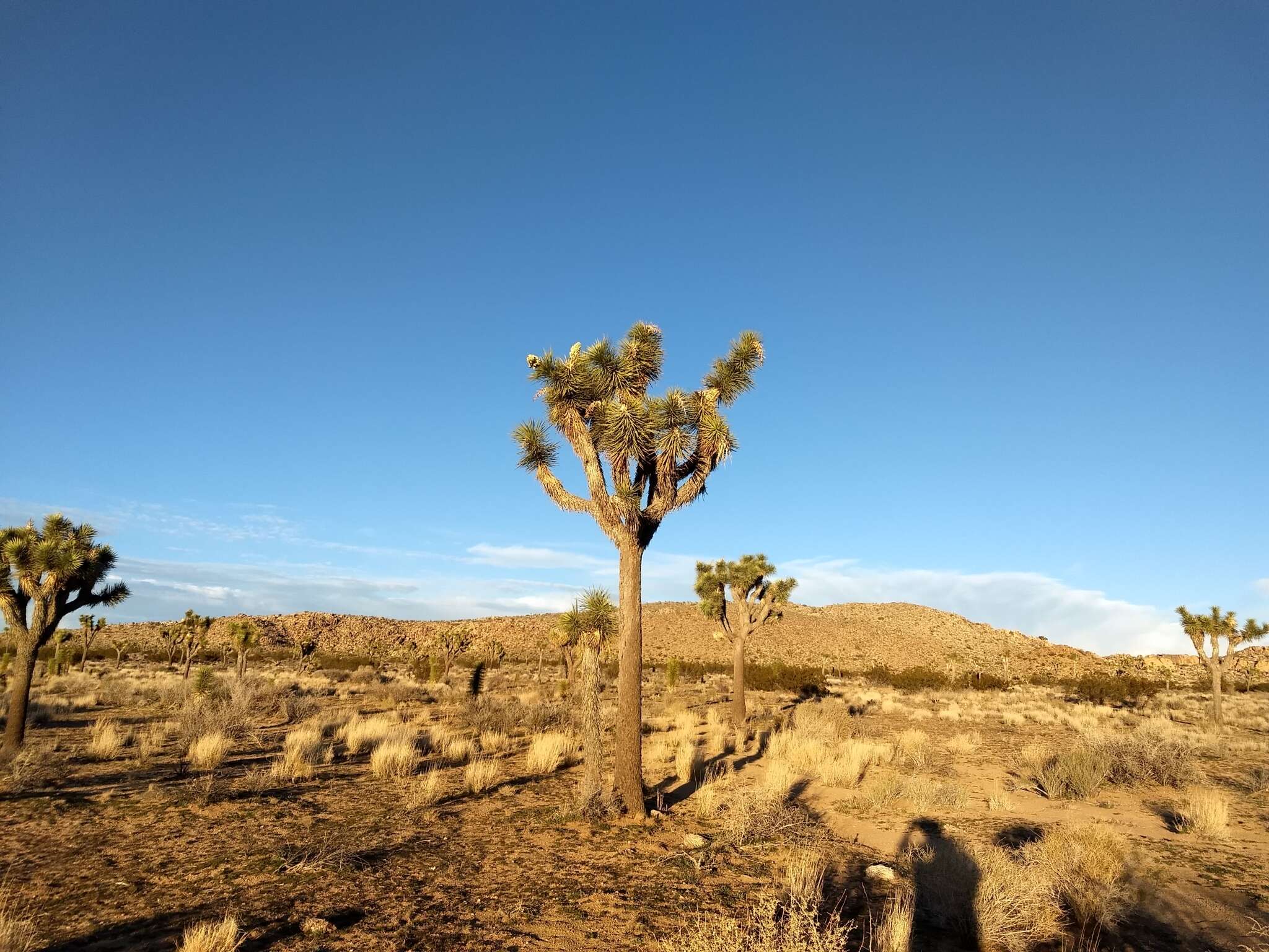 Слика од Yucca brevifolia var. brevifolia