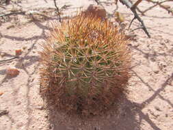 Imagem de Echinopsis thionantha (Speg.) Werderm.