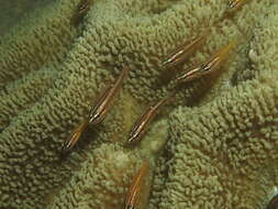 Image of Moluccan cardinalfish