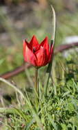 Image of orange wild tulip