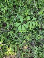 Image of sevenleaf creeper