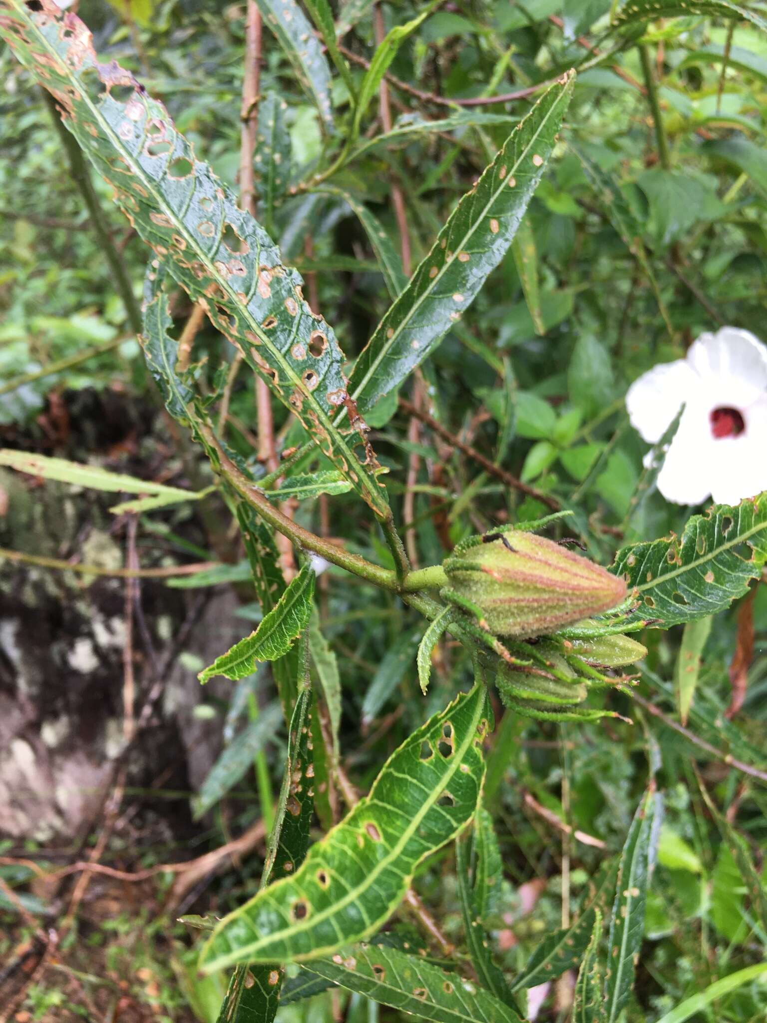 Image of Hibiscus heterophyllus Vent.