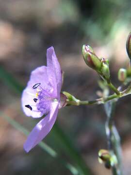 Murdannia graminea (R. Br.) G. Brückn.的圖片