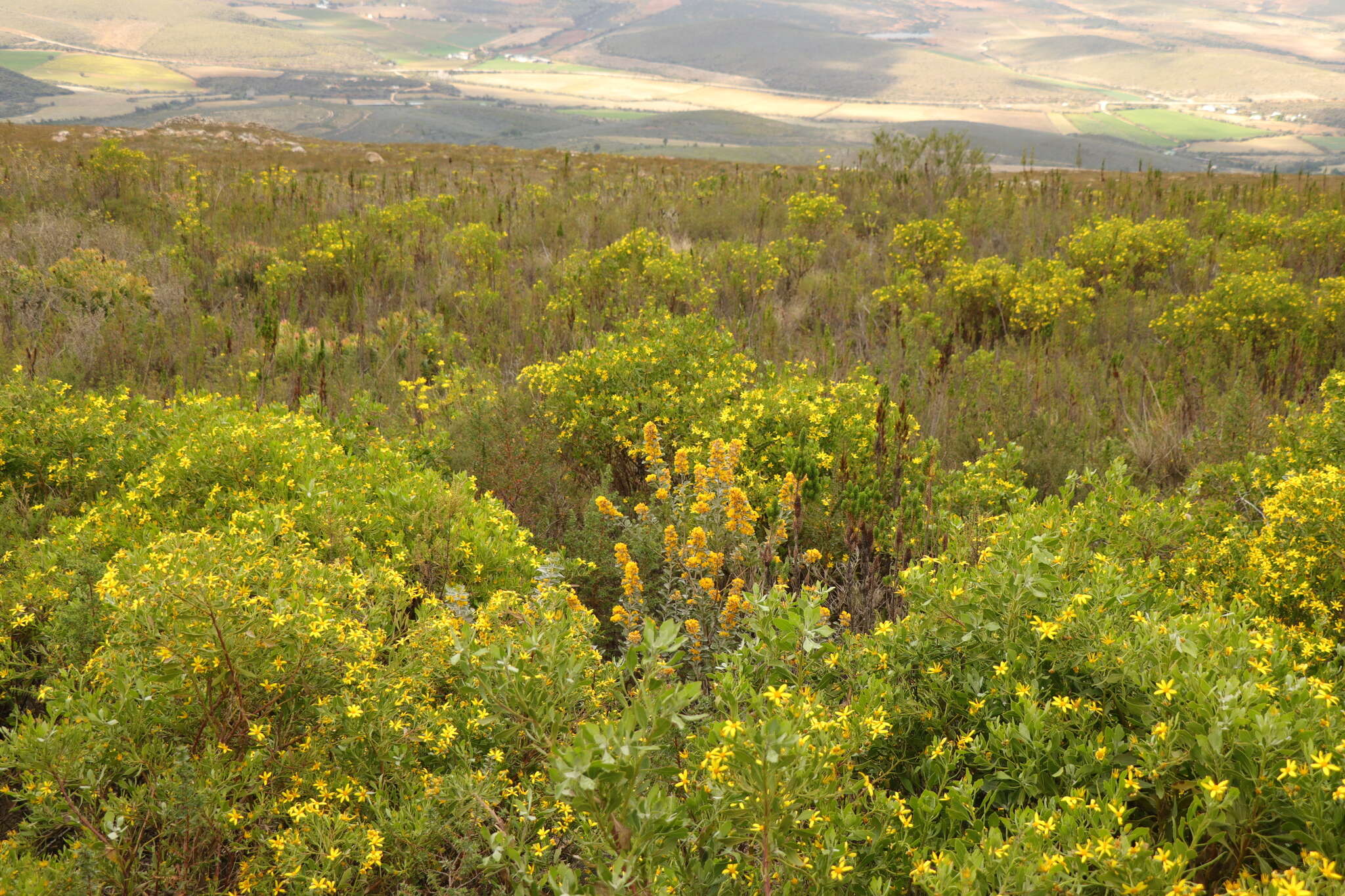 Stirtonanthus taylorianus (L. Bolus) B.-E. van Wyk & A. L. Schutte的圖片