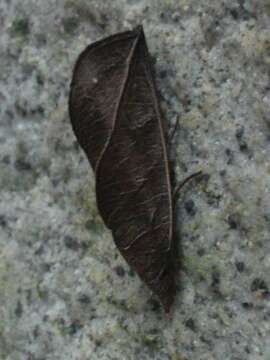 Imagem de Calyptra fletcheri Berio 1956