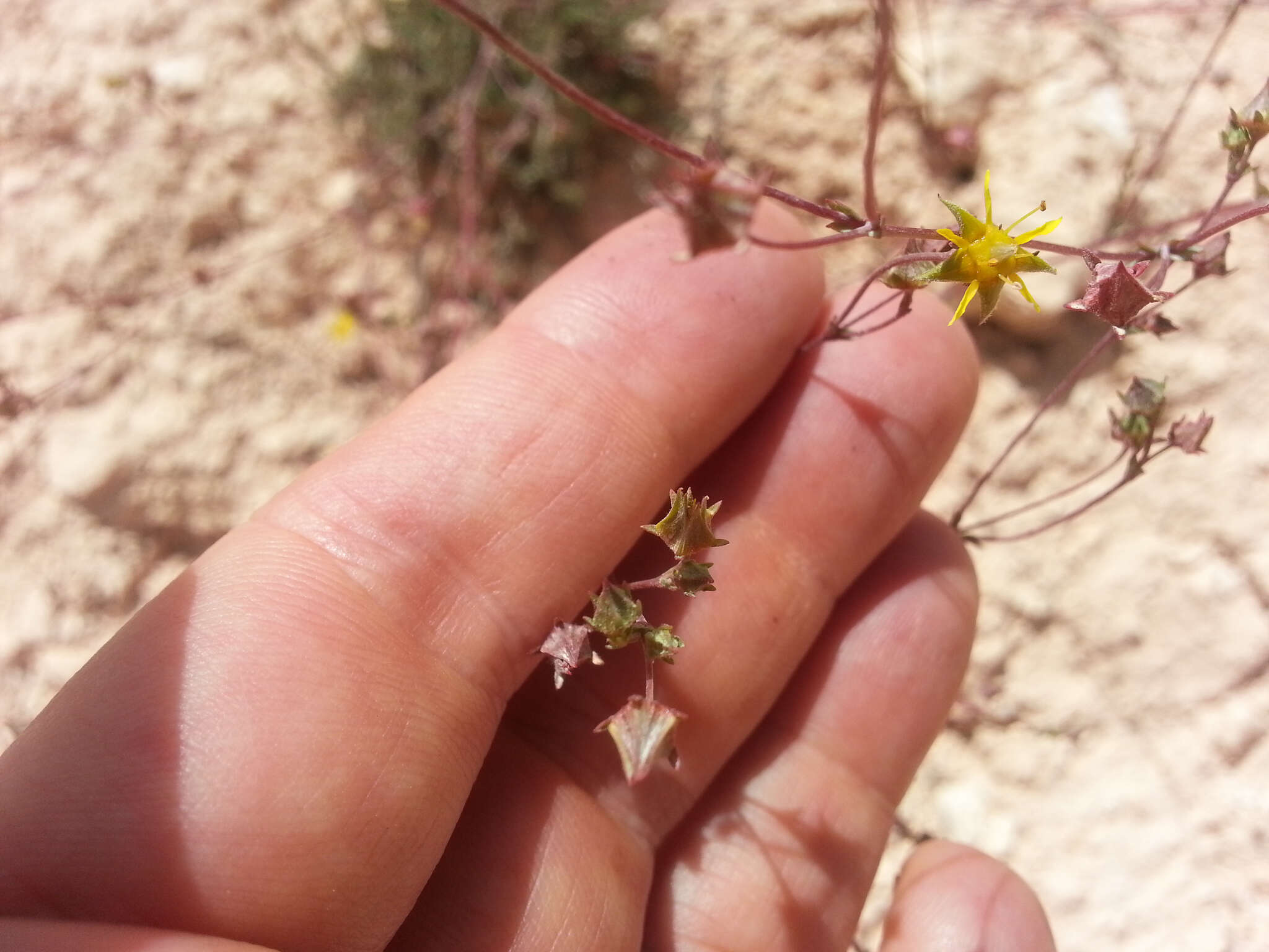 Image of Intermountain mousetail