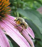 Image of Broad-handed Leaf-cutter Bee