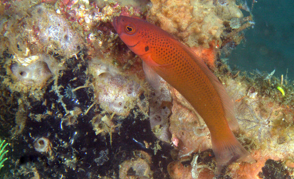 Plancia ëd Pseudochromis moorei Fowler 1931