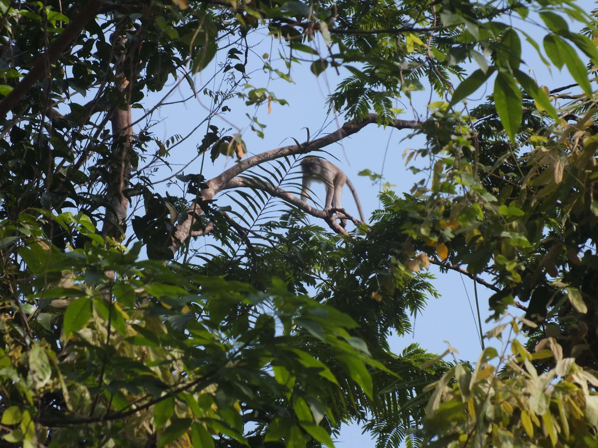 Macaca fascicularis fascicularis (Raffles 1821) resmi