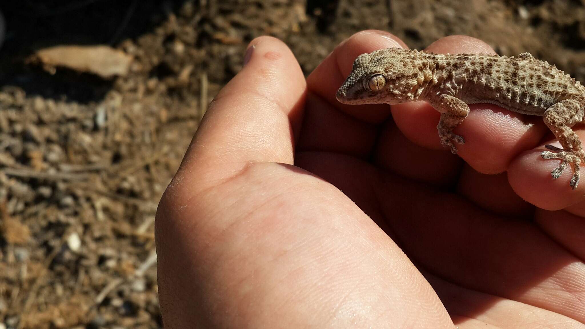 Image of Moorish Gecko